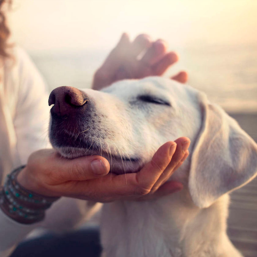 razones para tener un perro